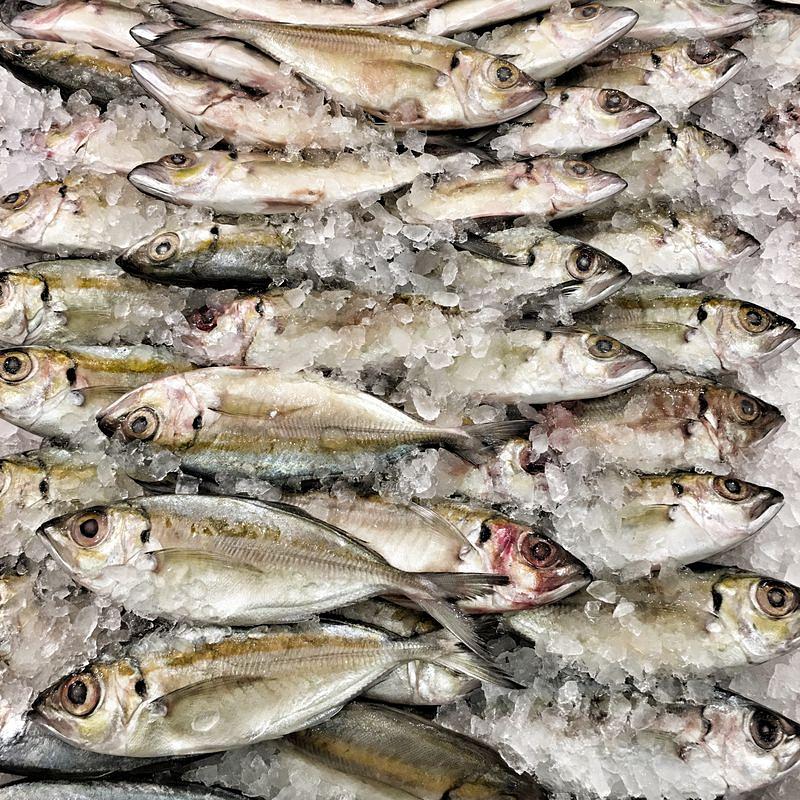 Koi-Fisch (Koi Mach), tiefgekühlt