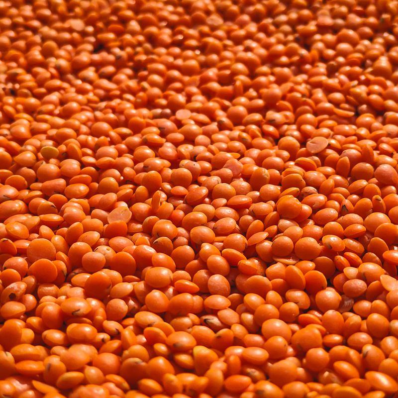 Red Lentils (Masoor Dal) 1 kg